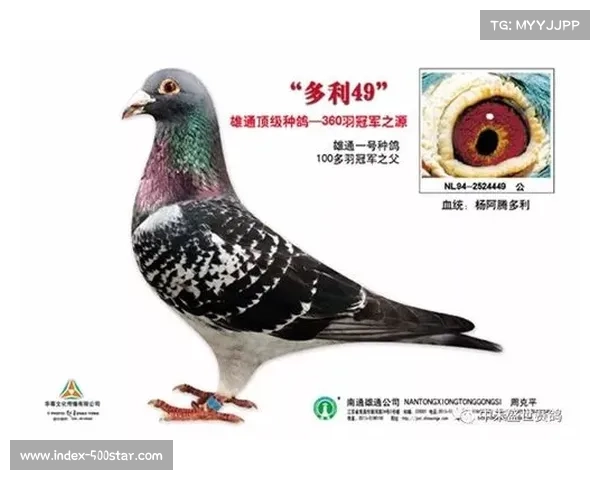 澳大利亚拳手伍德布里奇成功卫冕WBA亚洲赛事冠军再创辉煌